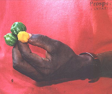 Peppers & Workers Hand